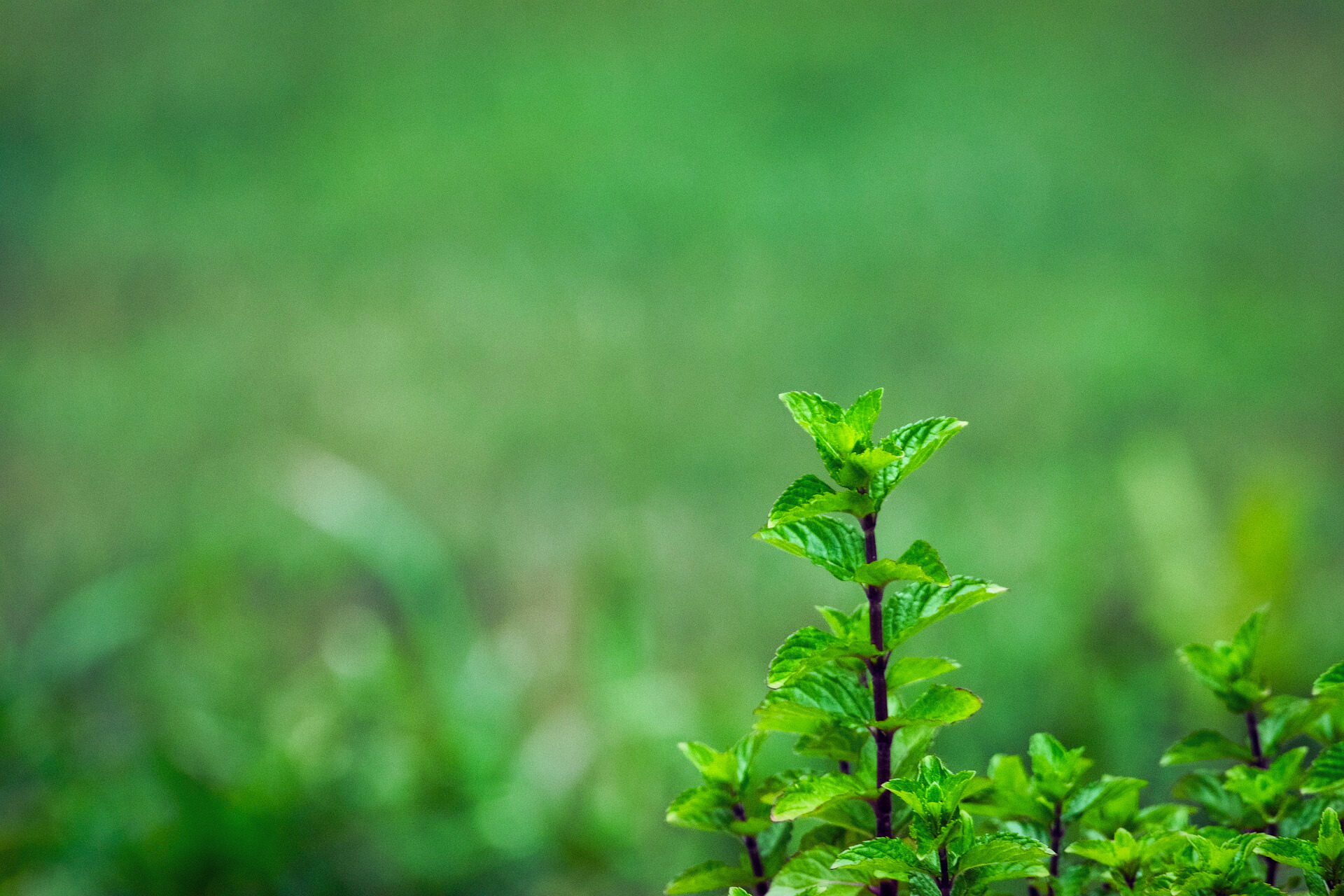 Spearmint Tea Benefits (And How to Make It)