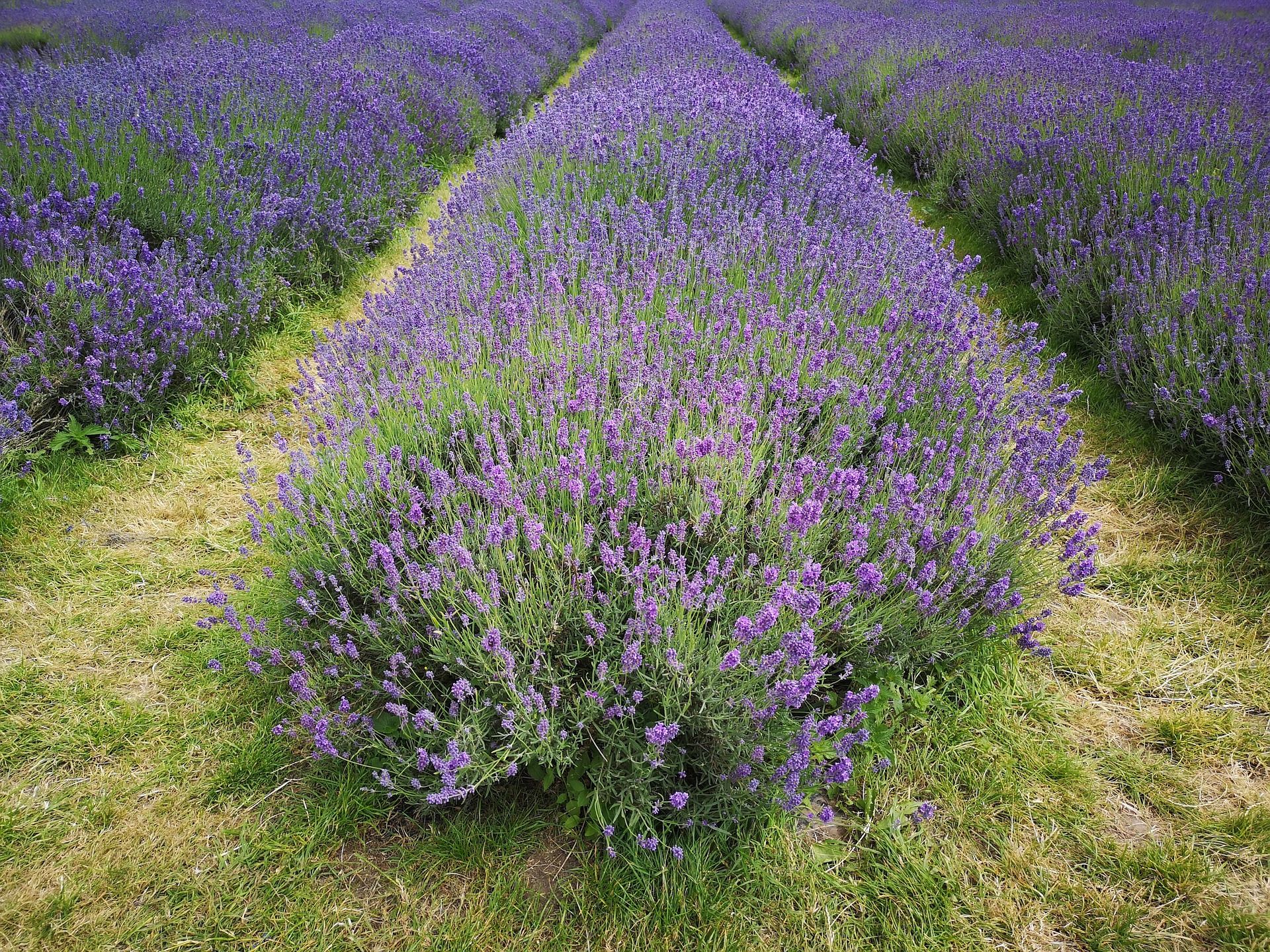 Learn About English Lavender