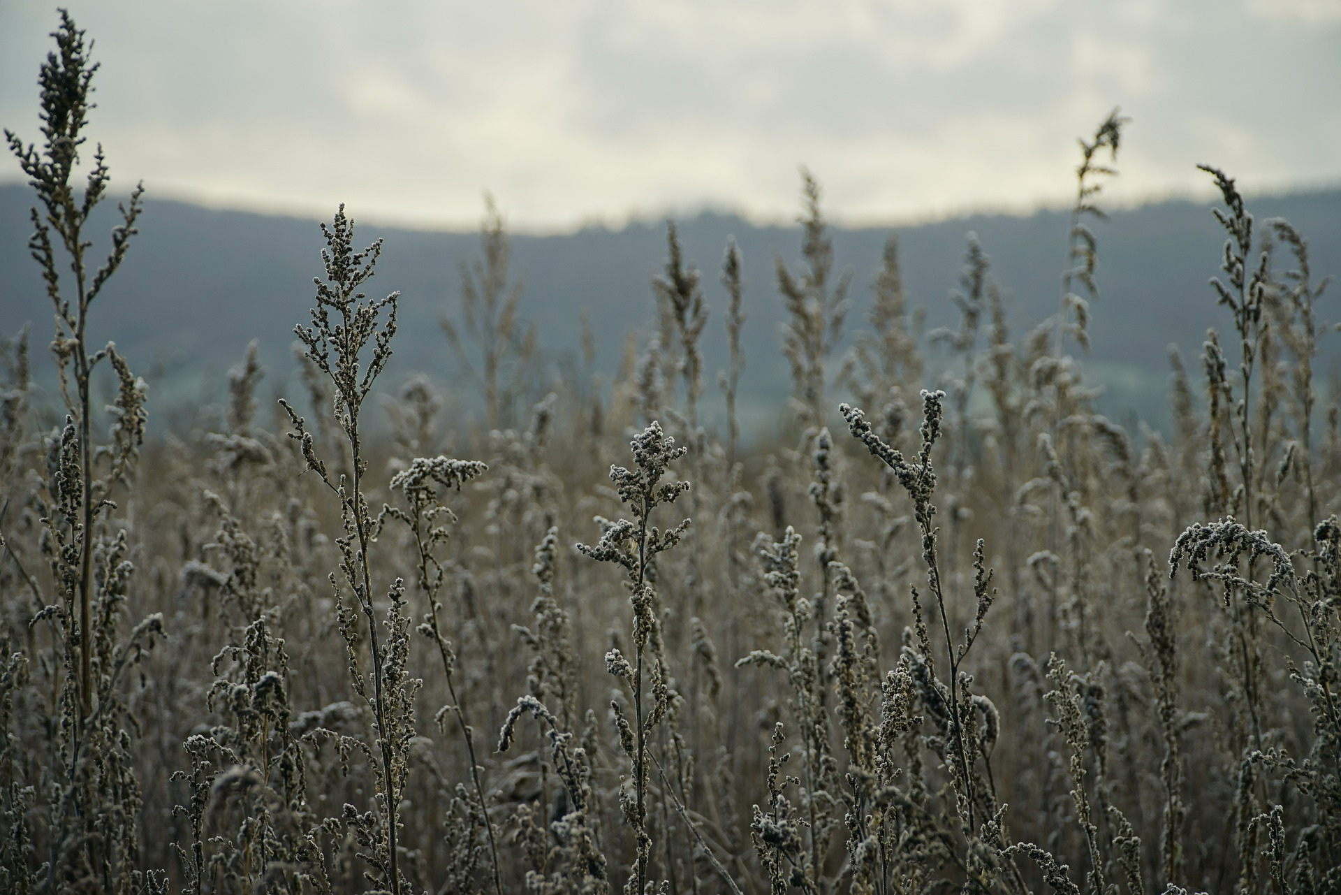 Learn About Mugwort: An Amazing Plant