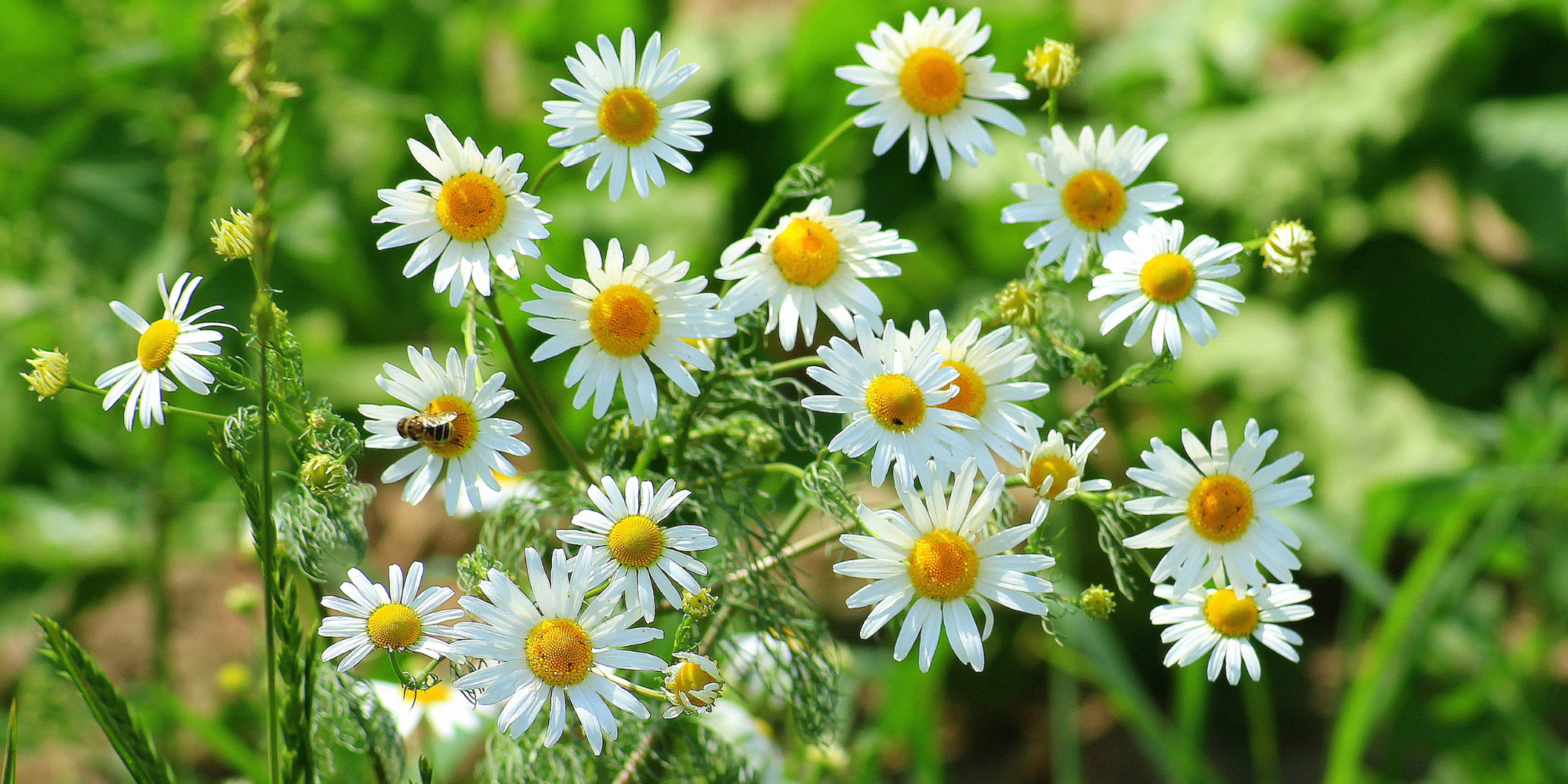 BEST Chamomile Tea for SUMMER (Cold Chamomile Tea)