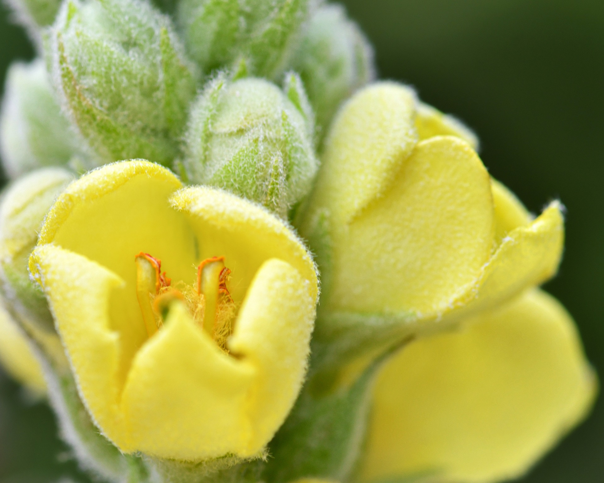 Easy Mullein Leaf Tea in 3 Steps to Breathe Better