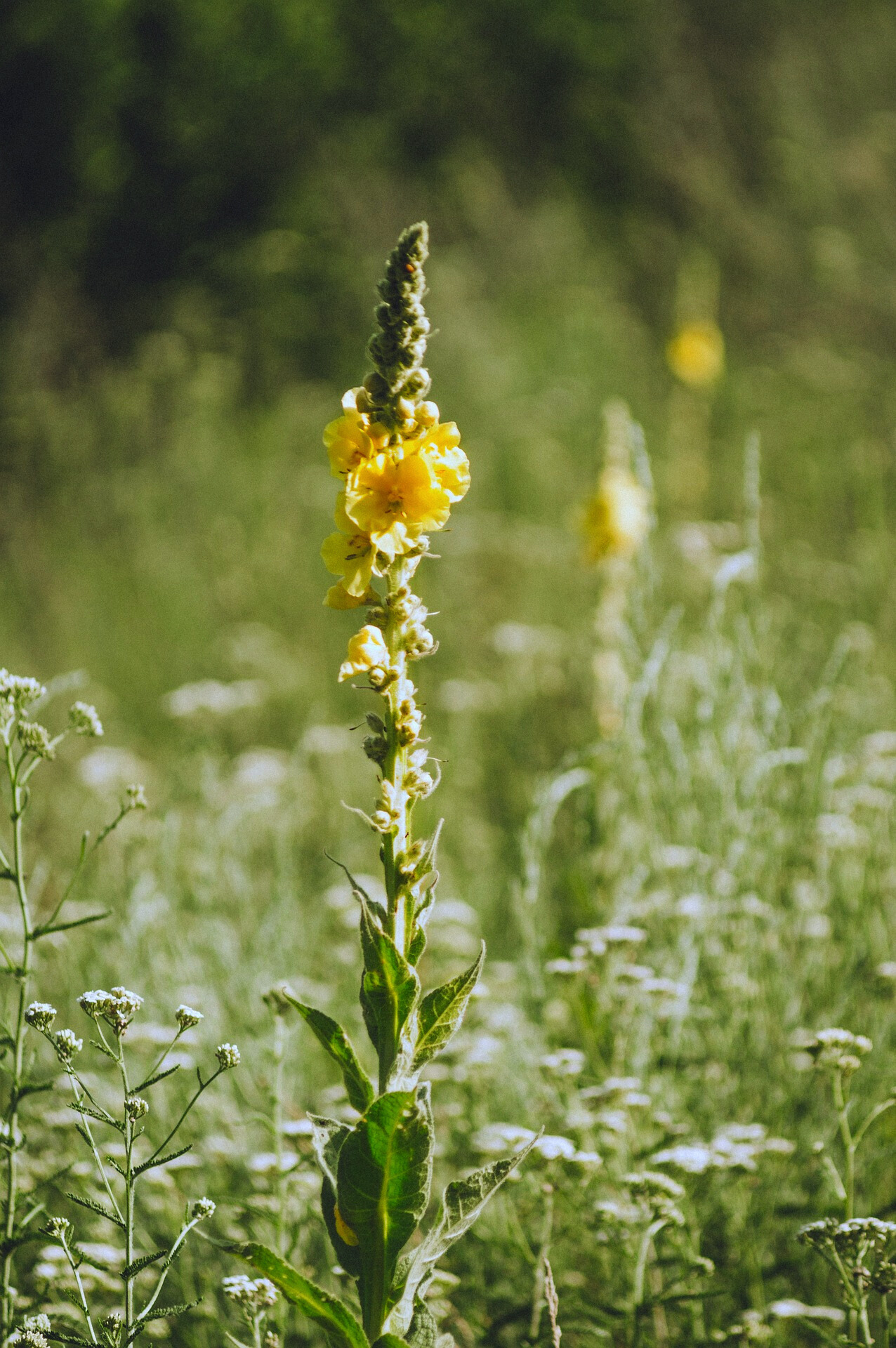 Learn About Mullein: An Amazing Medicinal Plant