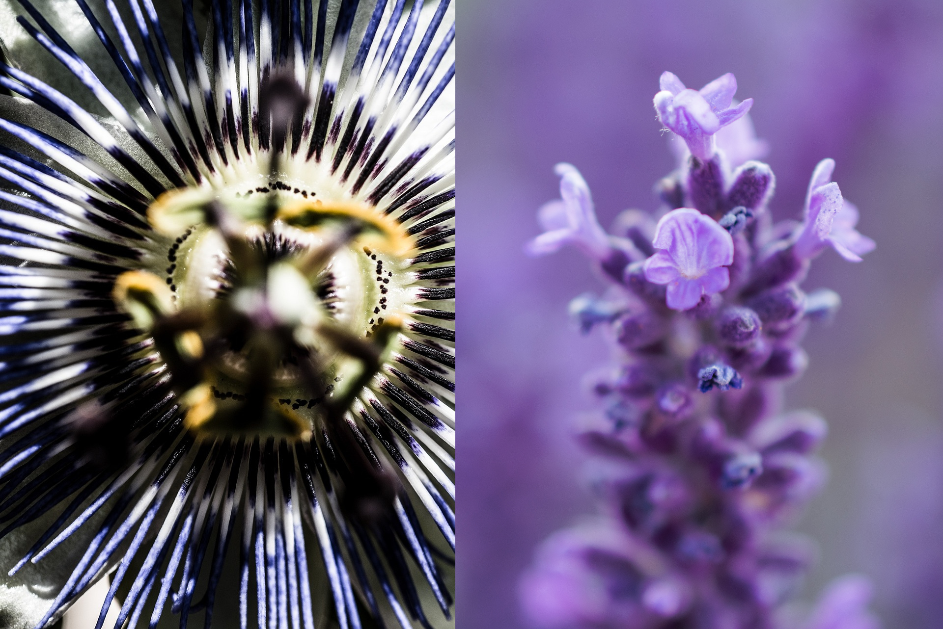 Passionflower Tea with LAVENDER in 4 Easy Steps