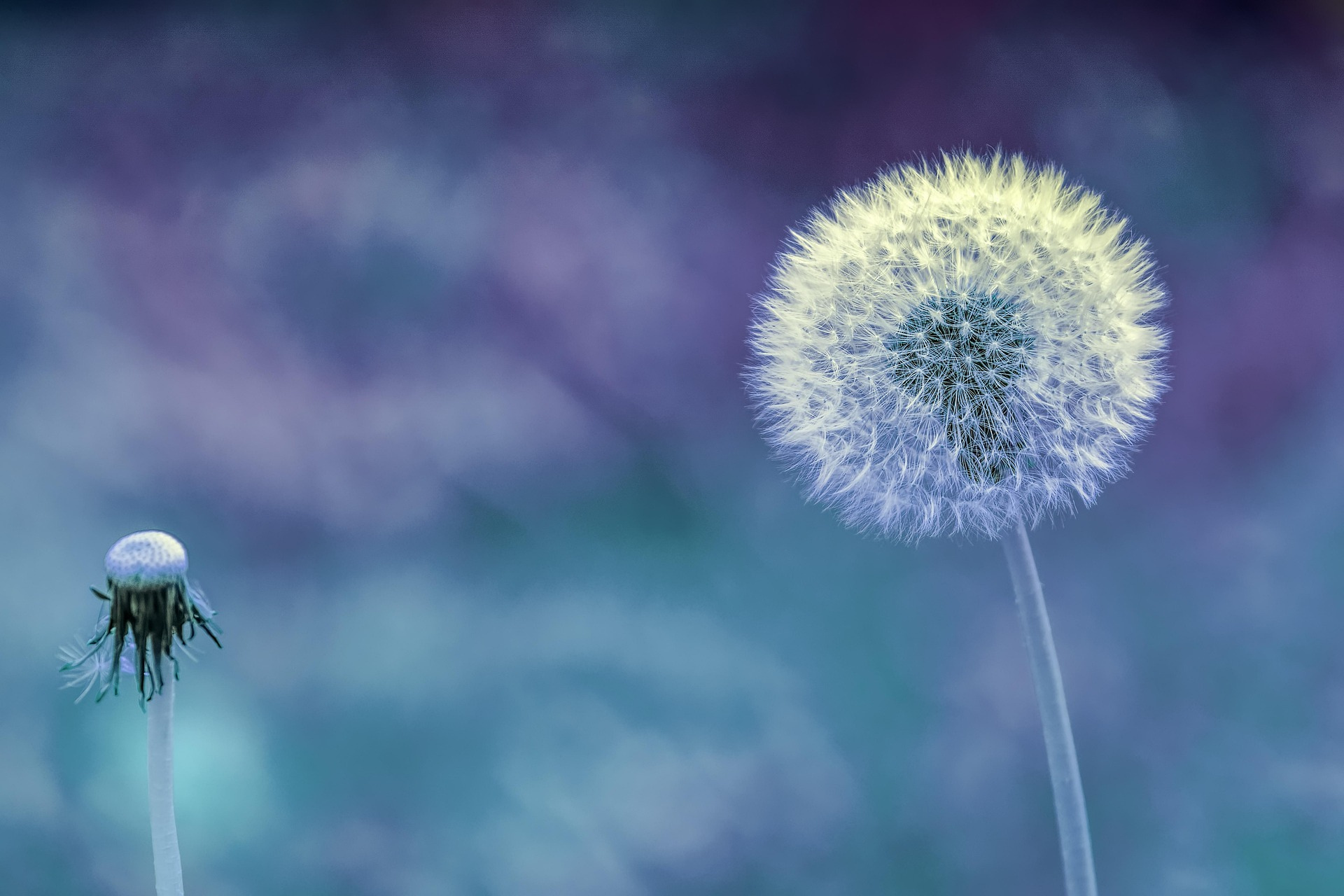 The 6 Most Amazing Benefits of Dandelion